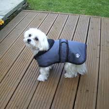 Keep your dogs warm on there winter walks with this stylish Danish Design Dusty Blue 30" Luxury Coat!
#winterwalks #dogs #pets #dogcoats #winter #doglovers #puppylove  
 goo.gl/sxSAEn