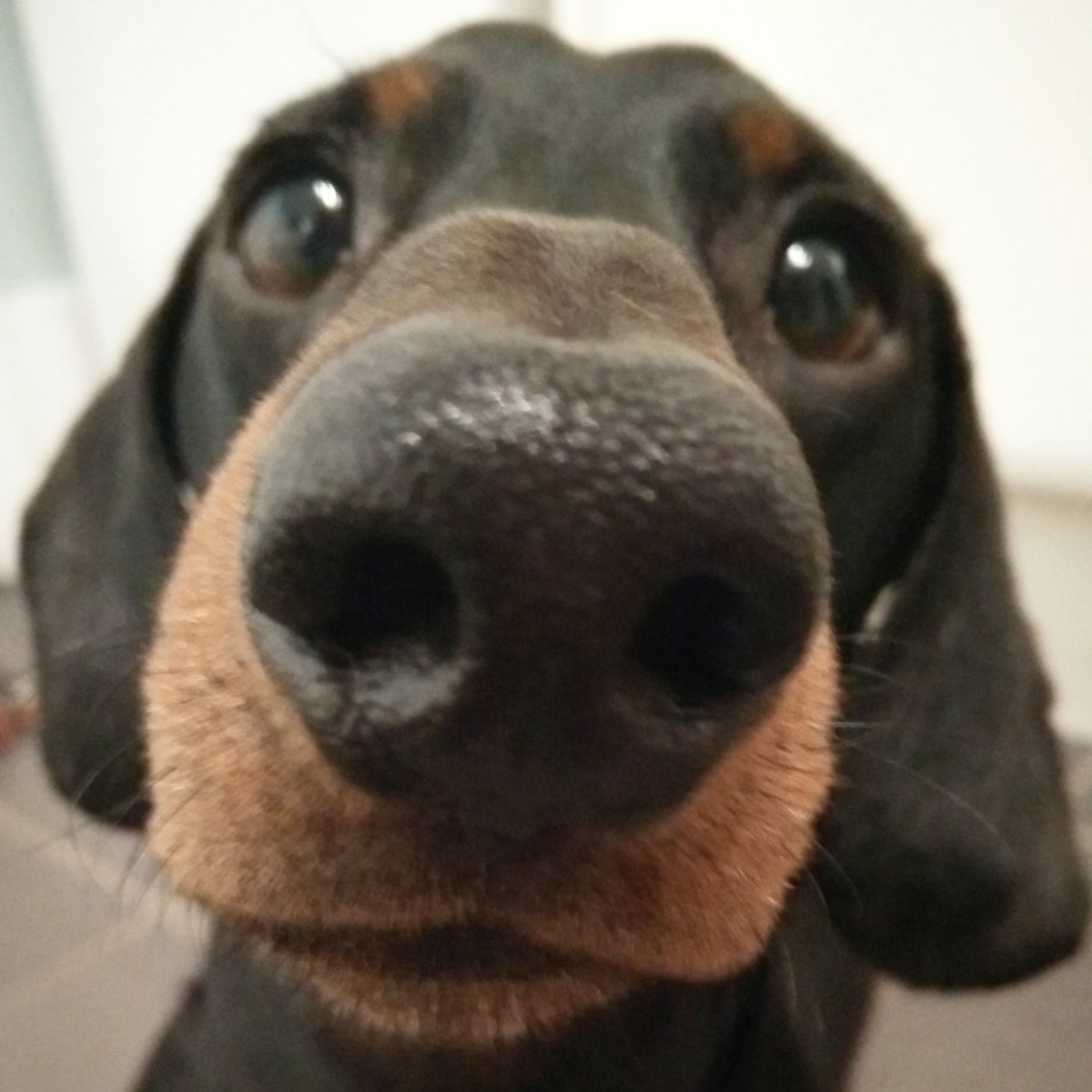 SethBows's tweet photo. Boop Boop Beep Beep ye! Boop me, you know you want to 😘💖👌#boop #boopboopsquad #boopsy #boopthesnoot #woofwoofwednesday #woofwoof #wagwednesday #woof @SausageArmyHQ @boopmynose https://t.co/TnNmNRlwcv