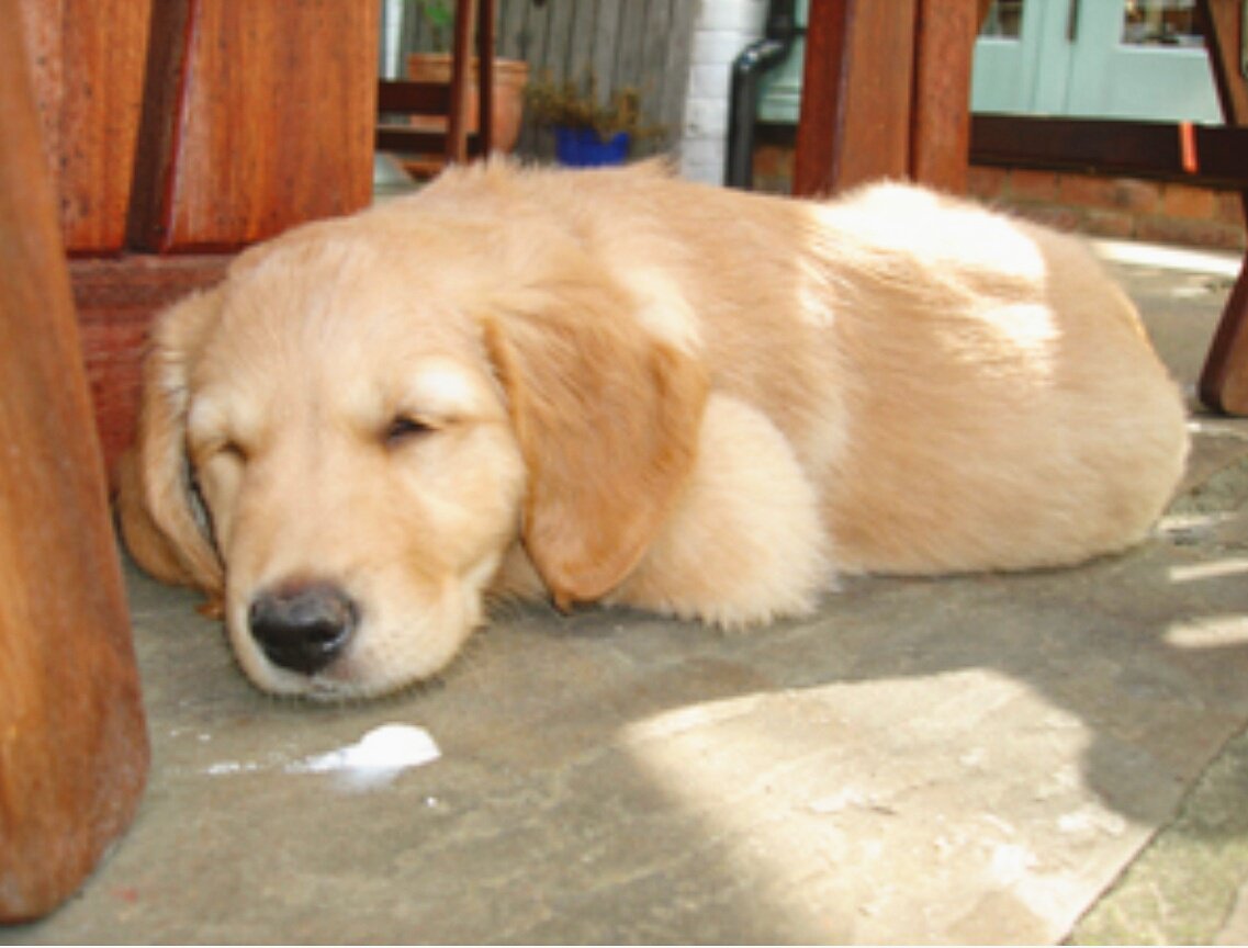 HugMyPet's tweet photo. Here is our dog, Mr Crumble, aged just one. Go and check out our latest blog about looking after new pups over at https://t.co/Vt6Ucp0WTJ https://t.co/UPR6Syz0ll
