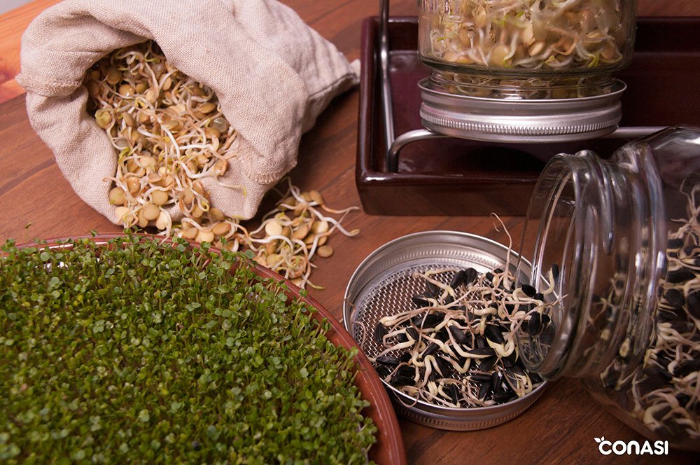 BioEcoActual's tweet photo. Trucos para una germinación perfecta https://t.co/iVYC5WdZ0A vía @bioecoactual @ConasiCocina https://t.co/wnXkTrf73g