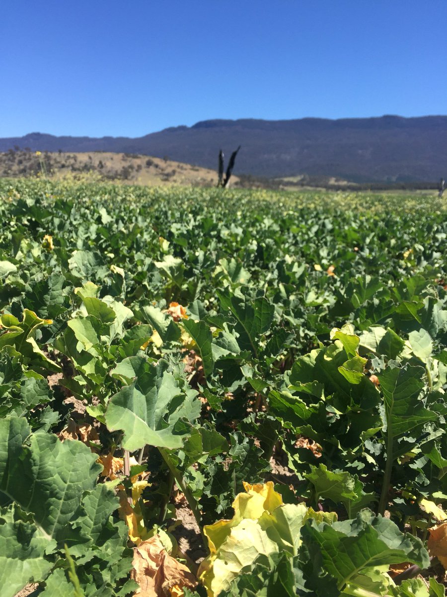 dsquibb2312's tweet photo. NEW Pallaton #Raphnobrassica crops growing well in Tasmanian #trials, not enjoying the hot weather though. Should start grazing in 7-10 days with #lambs. #Exciting times ahead - first new #Forage #brassica in over 30 years. https://t.co/lu8HRyah6R