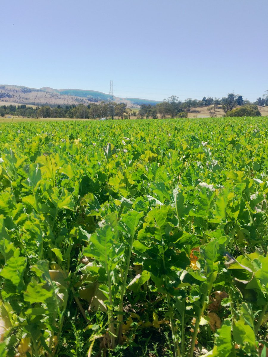dsquibb2312's tweet photo. NEW Pallaton #Raphnobrassica crops growing well in Tasmanian #trials, not enjoying the hot weather though. Should start grazing in 7-10 days with #lambs. #Exciting times ahead - first new #Forage #brassica in over 30 years. https://t.co/lu8HRyah6R