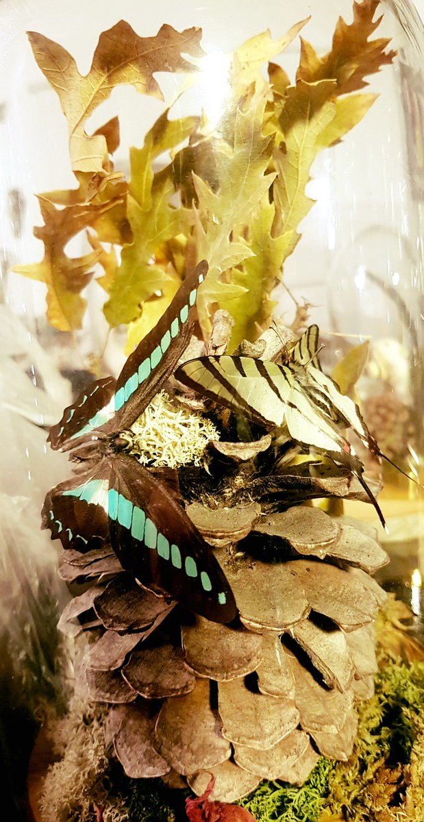 MOTHstudios's tweet photo. Plans for something festive in December? Roll a get together and gift making into one afternoon! @NewcastleCastle with #mothstudios 🎄🦋Tickets on sale now. Link below 👇
https://t.co/7SBosBcauU #Newcastlecastle https://t.co/wZKv07T7zI