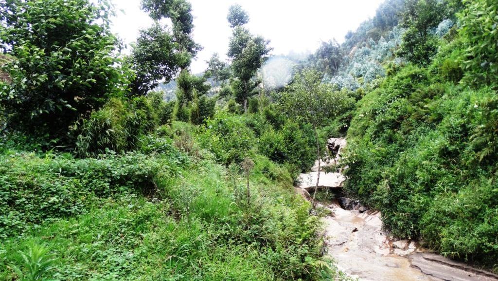 CCAdaptationRw's tweet photo. #RV3CBA project has replanted bamboo & alnus trees on 120ha of channels, rivers & lake shores @NyabihuDistrict @MusanzeDistrict @info_rwfa @EnvironmentRw @RwandaLands @RwandaAgri @REMA_Rwanda @adaptationfund https://t.co/6E8d4yfBl5