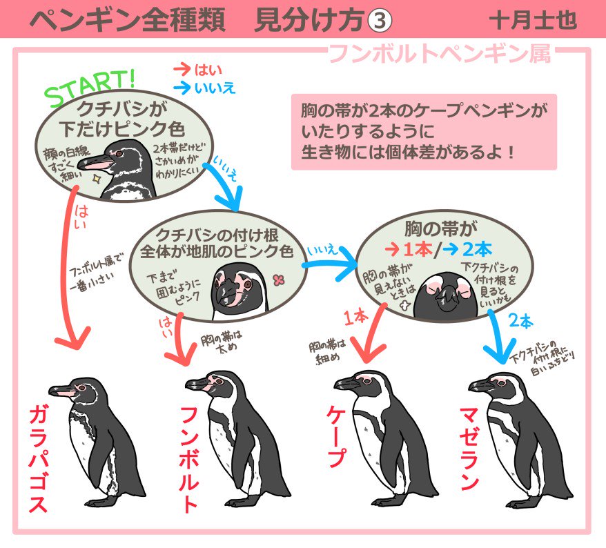 椎名くんの鳥獣 とりけも 百科 公式 Pa Twitter 椎名くんの鳥獣 とりけも 百科 全10巻完結記念 ペンギン 全種類の見分け方フローチャート 最後は フンボルトペンギン属です とりけもで一番活躍したのはこちらのケープペンギン ペンギンがきっかけで読んで