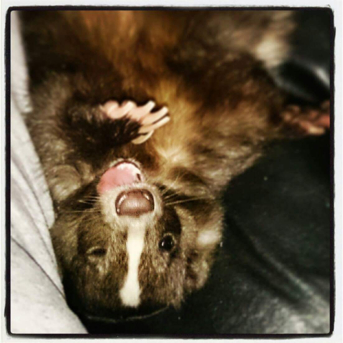 CritterishUK's tweet photo. Visit to our baby hospice in Coventry today with @therapyskunks - this was baby Skittles 💖 #children #illness #Cancer #therapy https://t.co/l7KHpUgC11 https://t.co/tqCU5jaZgP