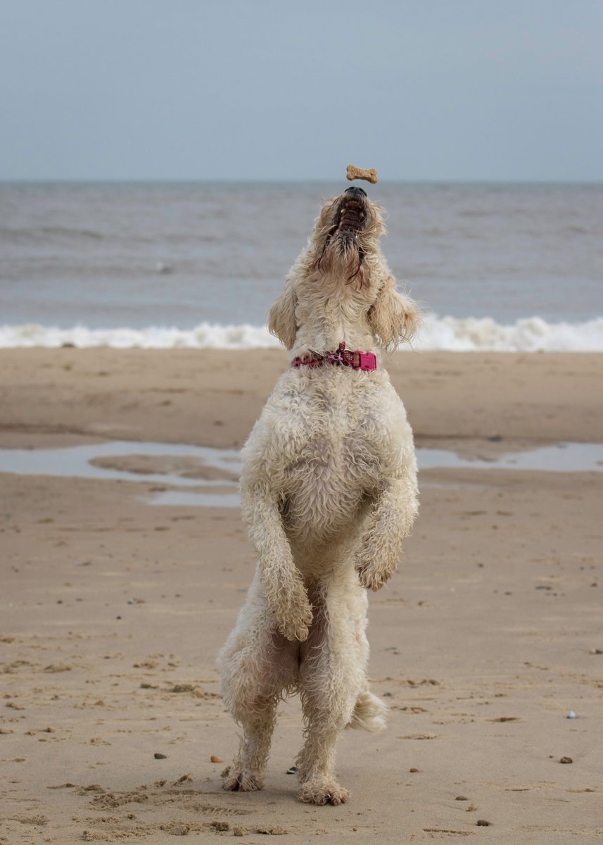 Let you in to a secret....Winter in Norfolk is THE best time of year to visit! #dogfriendlybeaches #greatfood #lotsofspace #norfolkbeaches