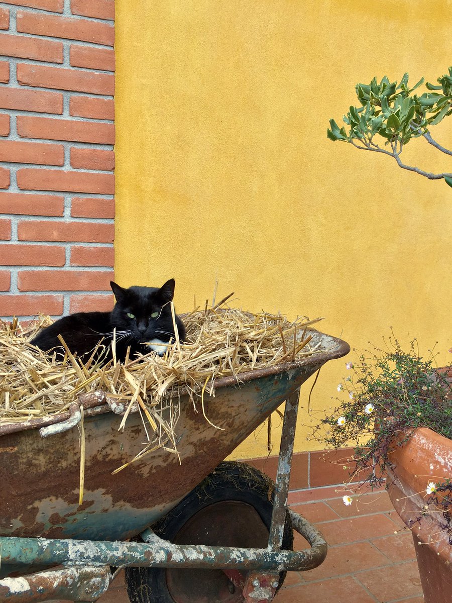 bobinara's tweet photo. Troppa umidità per sdraiarmi a terra: noblesse oblige https://t.co/R90ZipmSzr