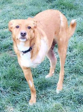 FindTripawdToby's tweet photo. Sadly no further sightings of Toby so nothing really to update...please keep sharing and getting his profile out there...any sightings or info please let us know, thanks
#Tripawd #Barnsley #woofwoofwednesday https://t.co/UlPwEBfv9r