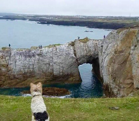 Rosie, my beautiful fox-terrier still missing. It's 7 days. Couldn't go to sleep last night as I knew waking up this morning would be a week since she's gone. I'm frantic with worry , she's out there somewhere... missing London N1 please RT and keep looking