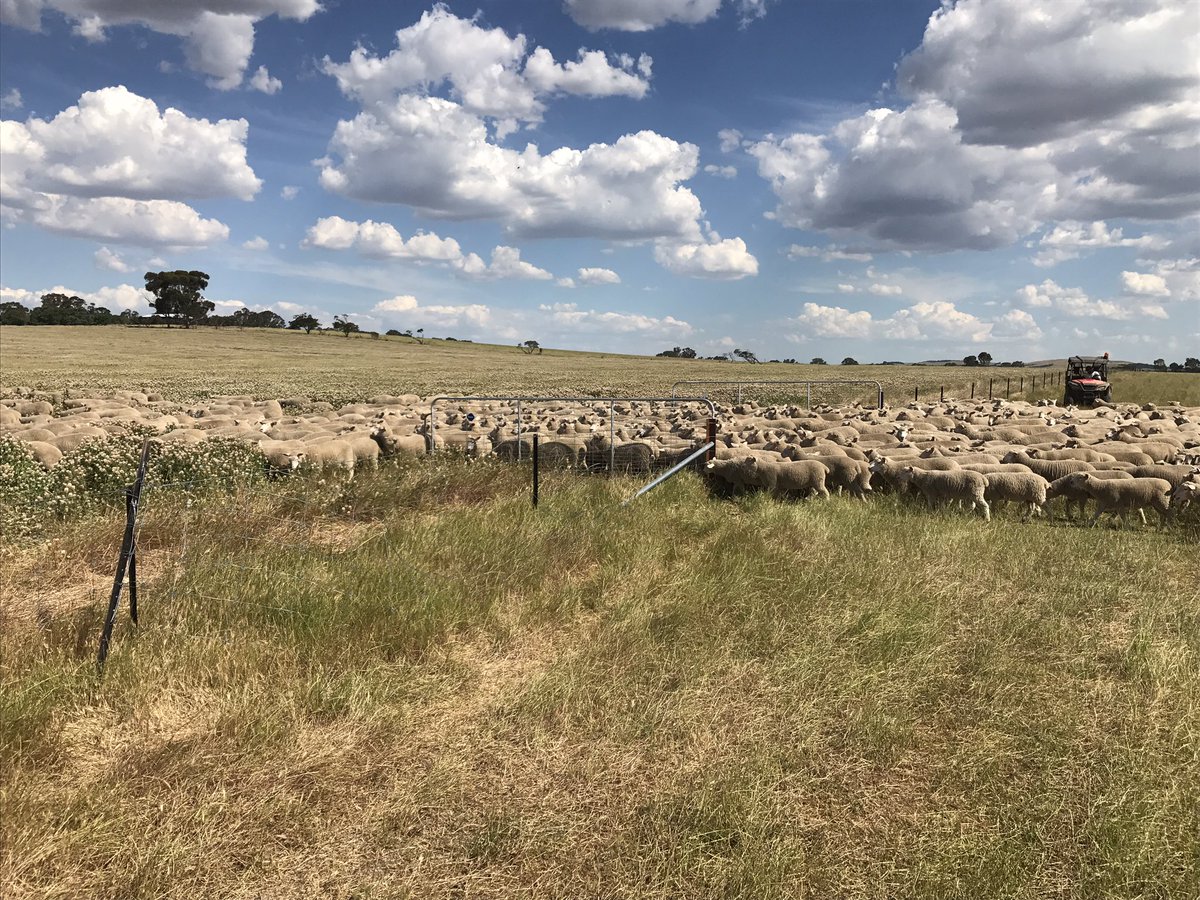 de_fegely's tweet photo. Christmas has come early for the ewe lambs. #arrowleaf clover @camconboy https://t.co/1nMKoTCvV0