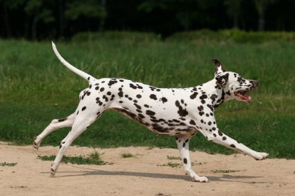 KathyKopMc's tweet photo. Prevention over treatment with deep-rooted predatory behaviour is the preferred option because the risk of injury is potentially too high. #kathykopellismcleod #dogs #trainingdogs #behaviourtraining #dogsoftwitter #twitterdogs #puppiesofinstagram #puppies #dogbehaviourperth #pups https://t.co/oLDfYX4ApC