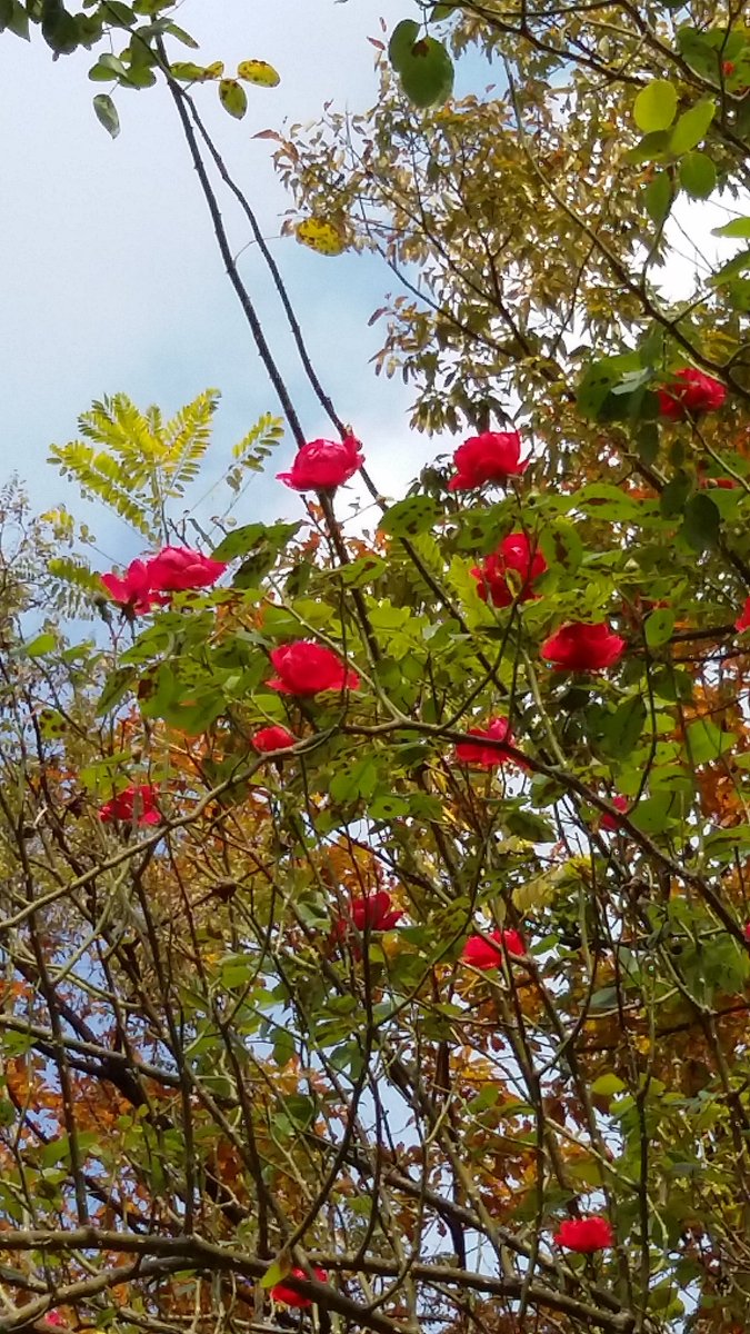 늦가을에
일찍 찾아온
추위
따스한 차 한잔에도
그대가 머물러 있습니다
추억은
마음속에
가을꽃 향기로
늦게까지 머물러 겨울을 기다립니다
둘이아닌 하나
그대와 나
수채화 그림같은 소박한
사랑으로 이어졌던
지난날을
추억으로 담았습니다