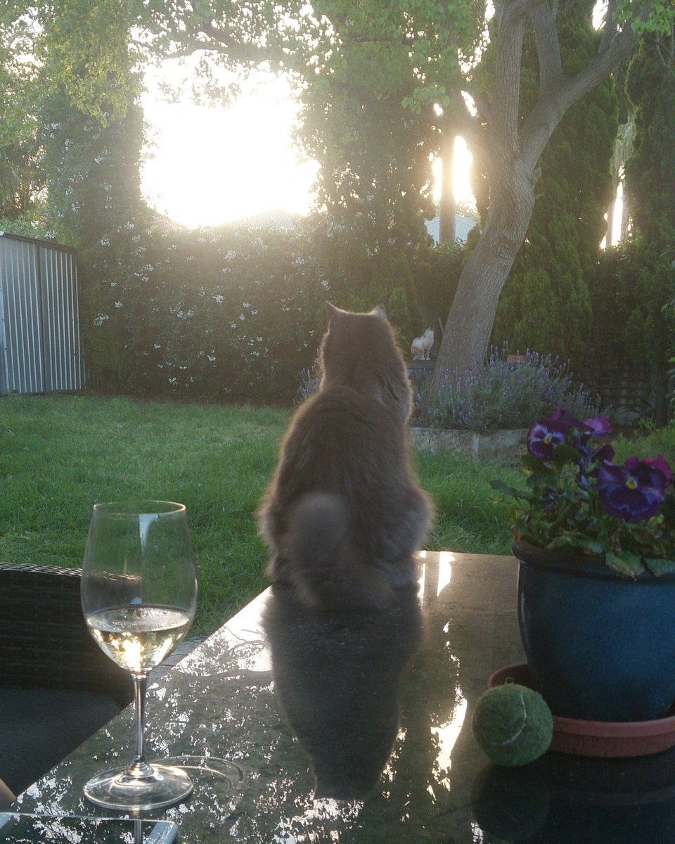 SmartyTurner's tweet photo. Smudge the cat contemplating a #SnapPerth sunset https://t.co/3jYCiFWdbj