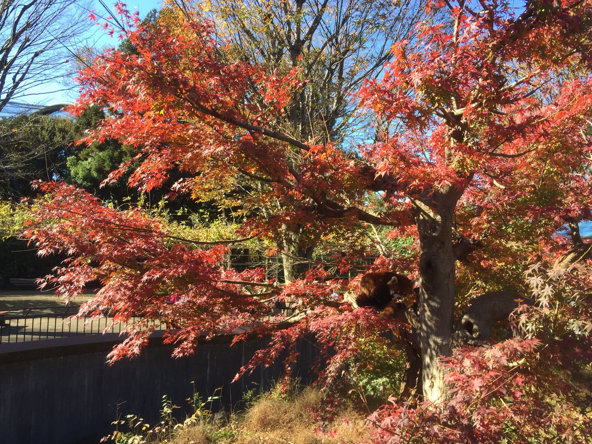 市川市動植物園 公式 レッサーパンダ1号舎の紅葉情報です 今週末にかけてが見頃ですね ただ 明日 23日 は天気予報が雨 散らなければよいのですが 市川市動植物園 レッサーパンダ 紅葉17