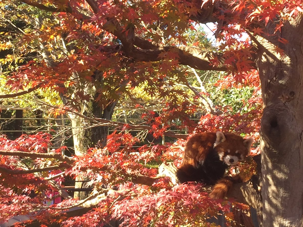 市川市動植物園 公式 レッサーパンダ1号舎の紅葉情報です 今週末にかけてが見頃ですね ただ 明日 23日 は天気予報が雨 散らなければよいのですが 市川市動植物園 レッサーパンダ 紅葉17