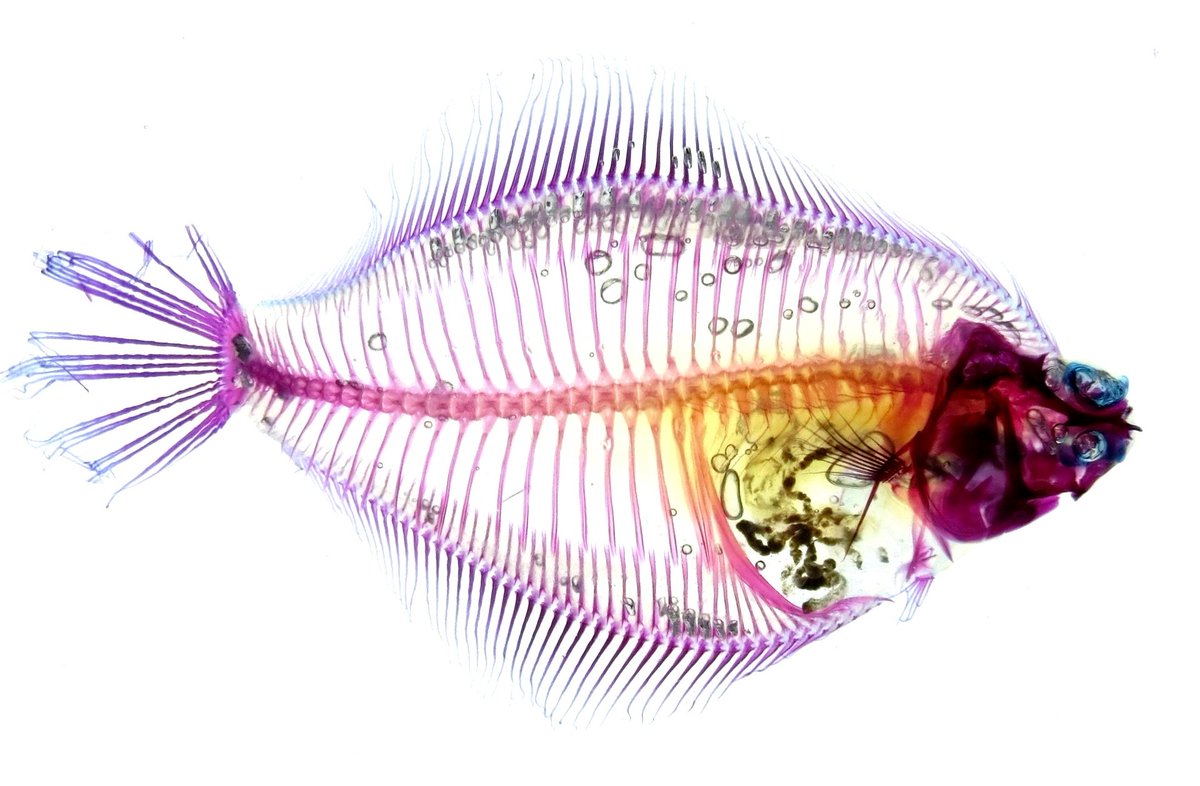 透明骨格標本のエーアンドゼット En Twitter カレイ Pleuronectidae Sp の透明骨格標本 透明標本 透明骨格標本