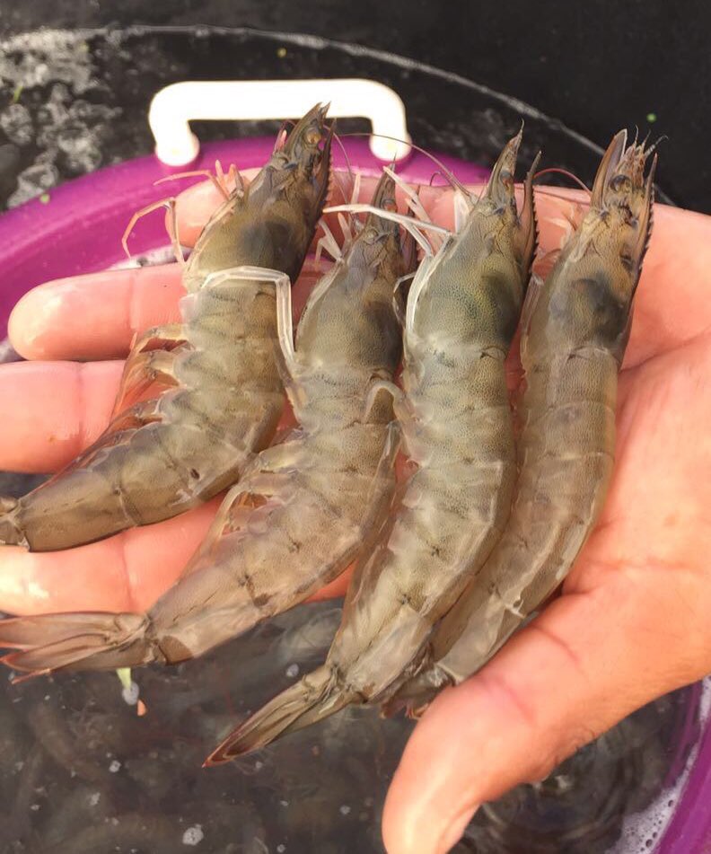 Prof Grant Stentiford tweet media