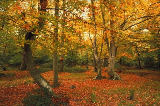 MatrixUK's tweet photo. Not a bad view to look at behind our office...lunchtime team walk anyone. #woodlandview #notabadplacetowork #matrixuksolutions #AV #avsupplier #AVspecialist #eventprofs #eventtech https://t.co/SISBOiRJQZ