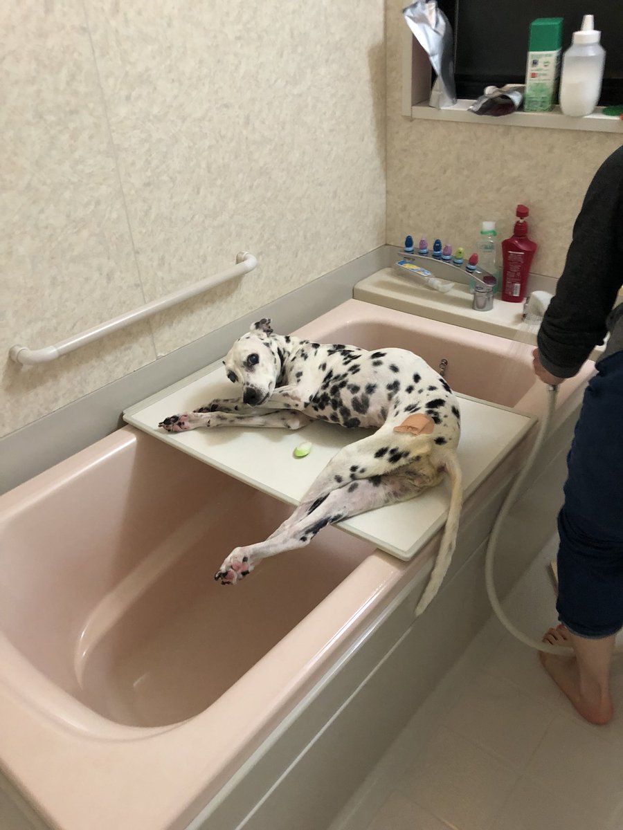かぞくしゃしんとりにいってきたの
わたしちゅうしんでうれしい！
でも、なれないところはつかれちゃう

しかも、まえのばんにおふろにはいらされたの

まな板のくら って言われるけど、わたしは ダルメ界の由美かおる だとおもっているの