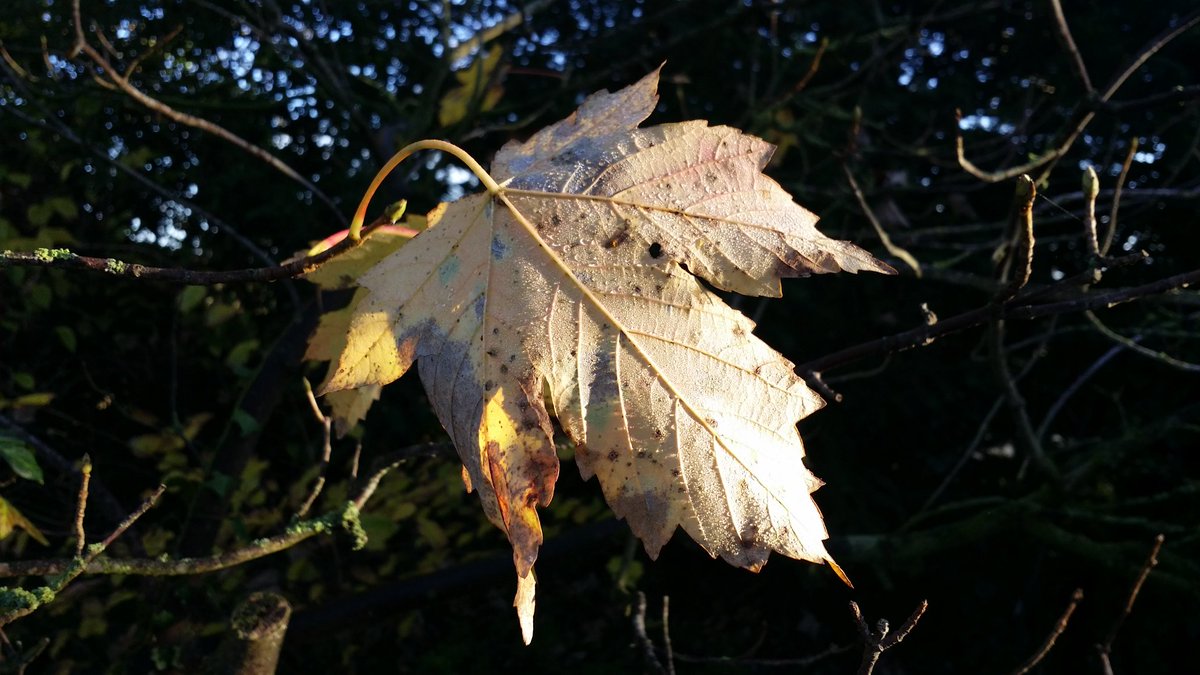 buttergoode's tweet photo. Sun blushed Maple in this warm morning🍁🍁🍁
#leafkicking
#wednesdaymotivation
#suffolk https://t.co/CRnOWIEFJU