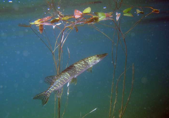 SLUmiljoanalys's tweet photo. Goda miljönyheter om #kvicksilver! Det kommer troligen bara ta årtionden innan fisken i våra sjöar är säker att äta ur hälsosynpunkt, inte århundraden som forskarna tidigare trott #giftfrimiljö https://t.co/RLDmz0rAI7 https://t.co/VzNVX9Ii9e