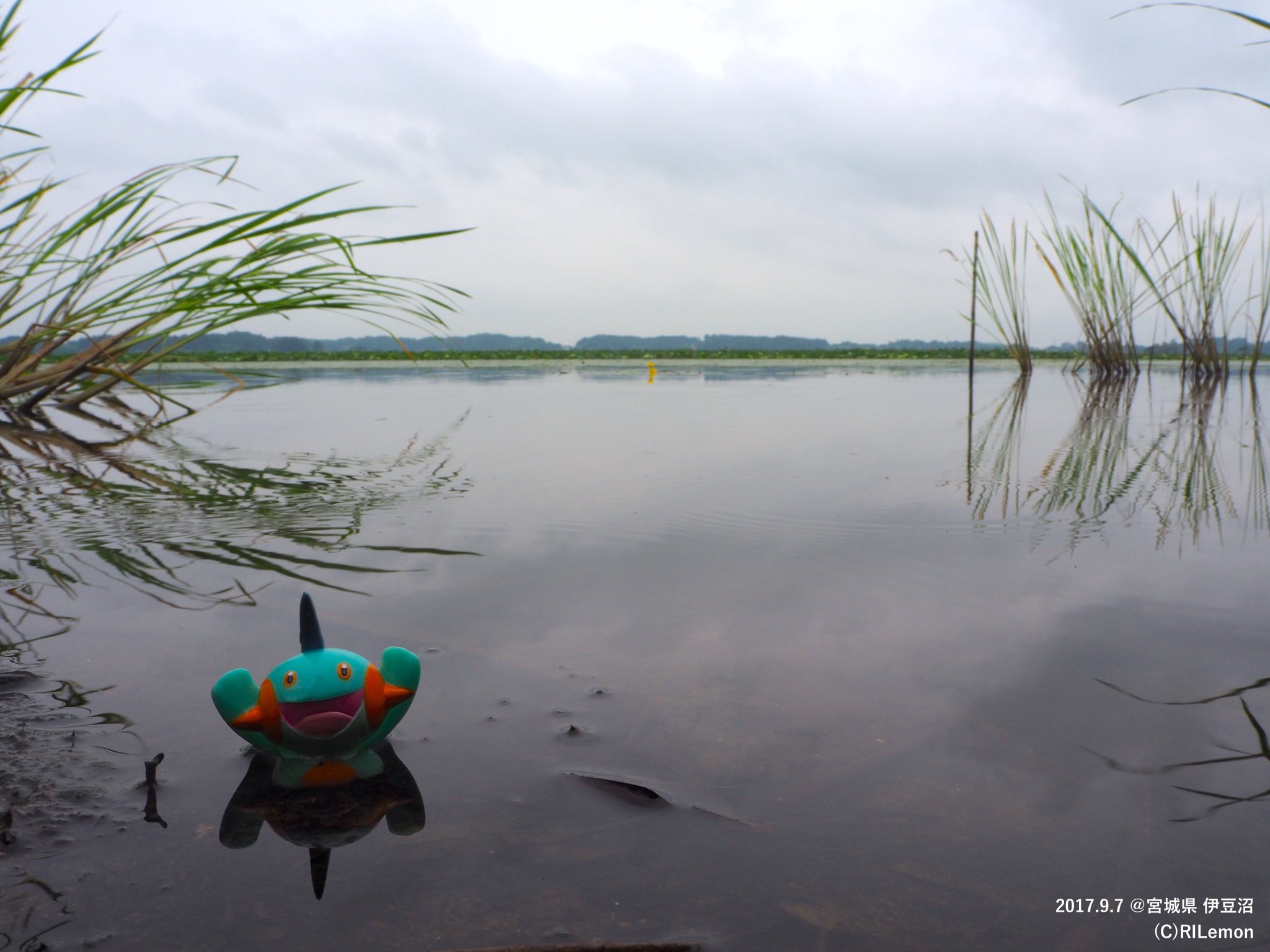 リルえもん En Twitter 宮城県伊豆沼にてヌマクローです ミズゴロウを干潟で撮った時とは違って天気が悪いですが 違いが出ていてこれはこれで良いかなとも思います ラグラージはどこで撮る ことになるんだろうな