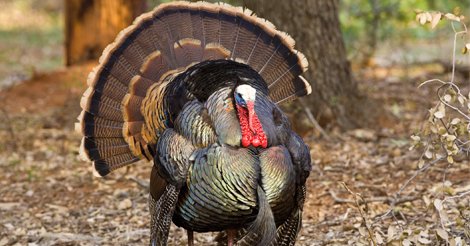 ktk985dotcom's tweet photo. Busy traveling day on the roads-be patient-be courteous-be cautious! Let's make sure everyone get to their destination safely for Thanksgiving!!!!! #i75 #US441 #US301 #US41 #Gainesville #Ocala #Florida https://t.co/3mTnp0Kkjn