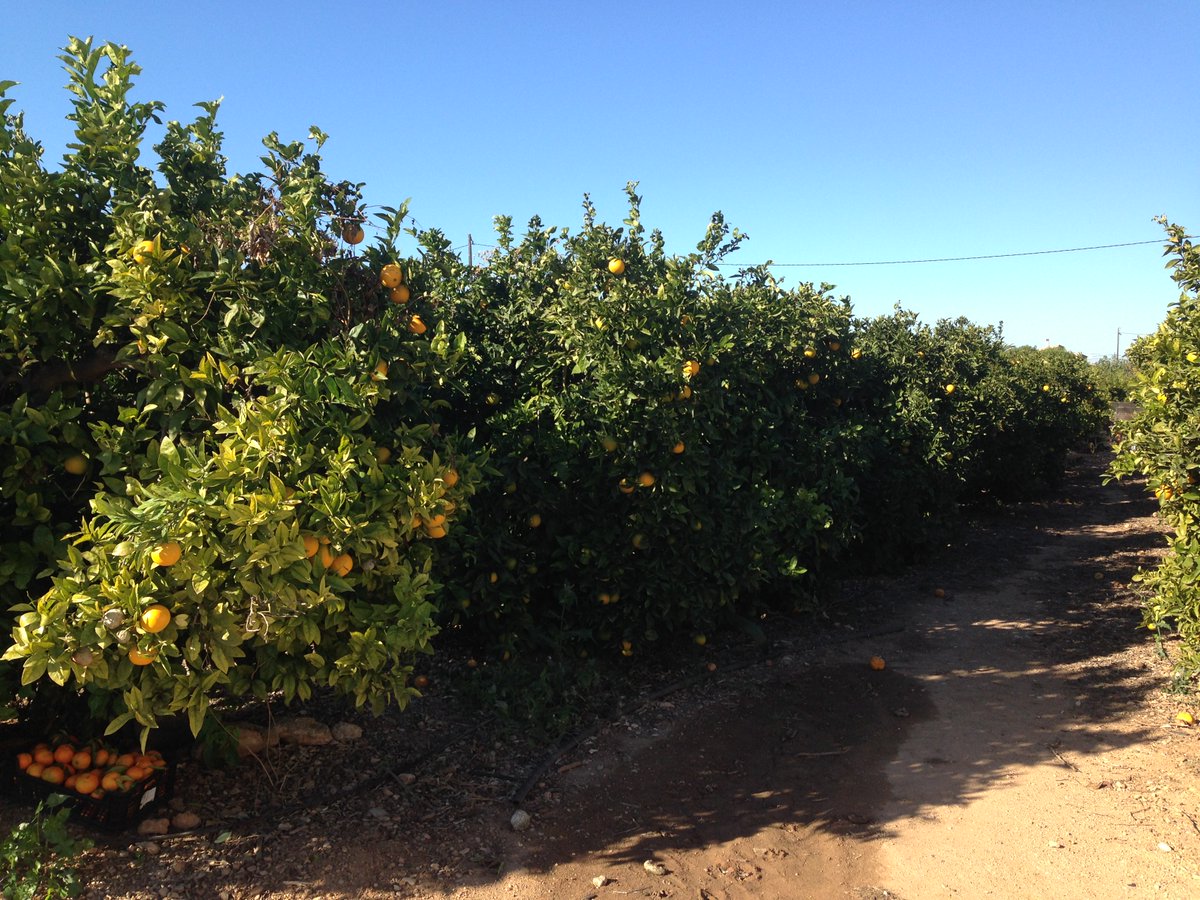 Comemosalasdos's tweet photo. ¡En el nuevo artículo del #blog, damos un paseo por una #huerta valenciana muy especial! 😊🍊#CValenciana #DietaMediterranea #FelizMiercoles https://t.co/HYQ4LZ16Fc https://t.co/cYHhBSSUVg