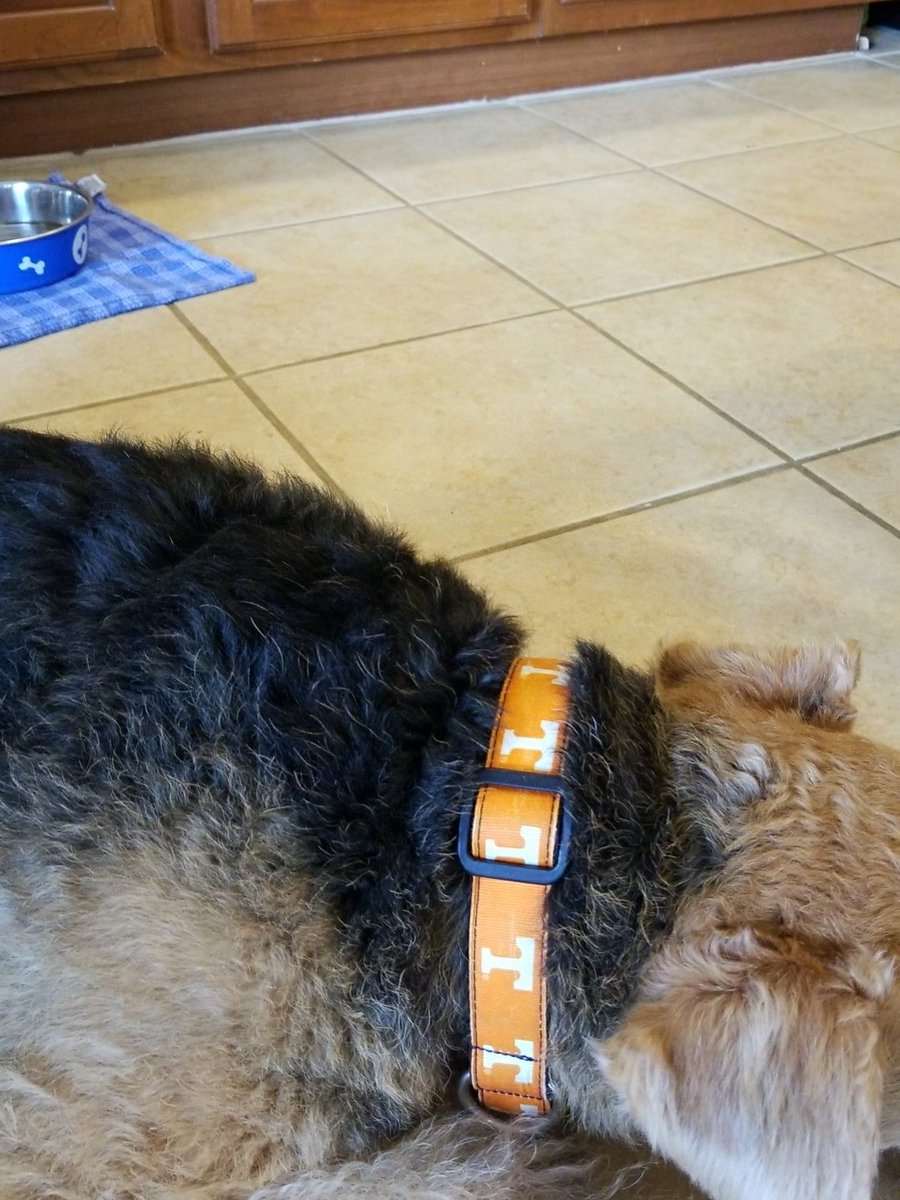 ReaganFerris's tweet photo. #Vols #smokey #beatcandy https://t.co/qfR54sDS9X