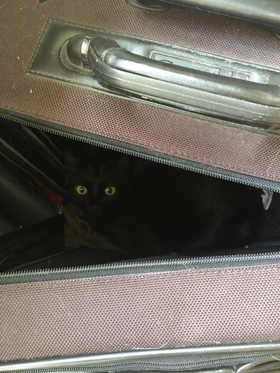 C: Egal, wo ihr hingeht. Ich komme mit😻