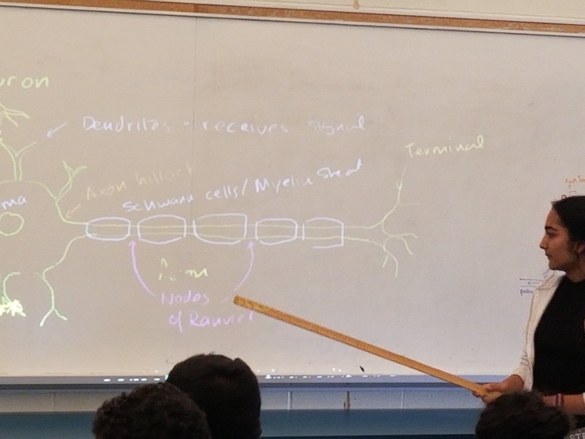 TDSB_Islington's tweet photo. Gr8 Students doing the teaching @tdsb @LN22_tdsb #owningthelearning   @s_spyropoulos @TDSB_STEM @MitzieHunter https://t.co/SimhlIY5Zi