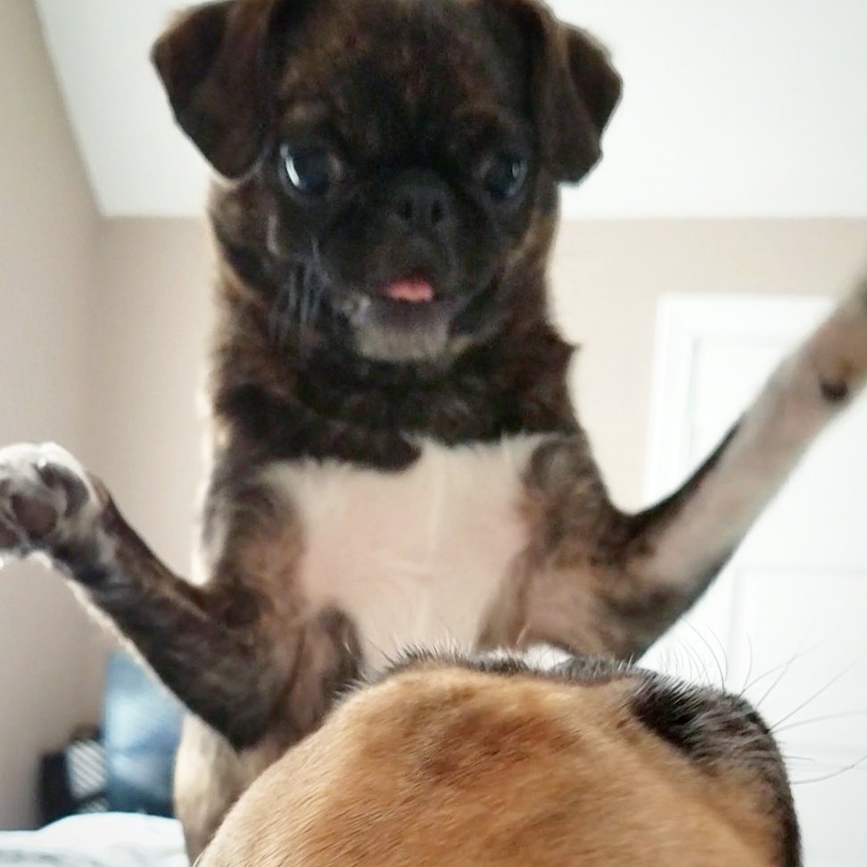 funaek's tweet photo. The ultimate Monkey attack! #bothpaws #monkeyvsrosy https://t.co/iyMVeE6pLj