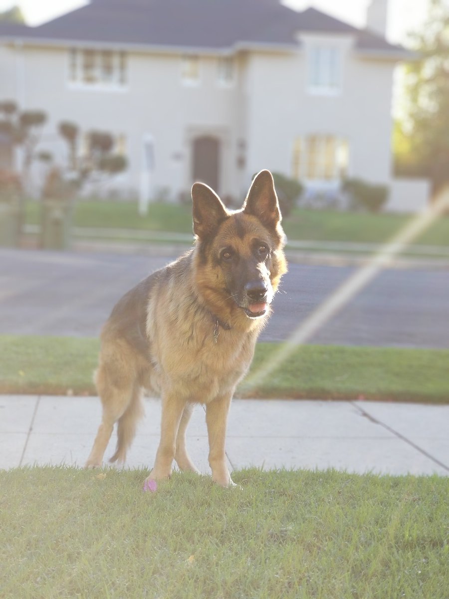 TrevorDonovanX's tweet photo. Is it 93 degrees Fahrenheit today where you live too? - Dogbert #HappyThanksgiving https://t.co/3mxMVSZZrm