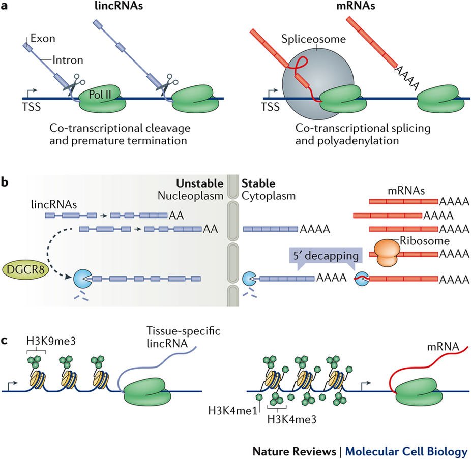 NatRevMCB's tweet image. Now online #Review by Khavari The functions and unique features of long intergenic #noncodingRNA go.nature.com/2A09tBe #lincRNA