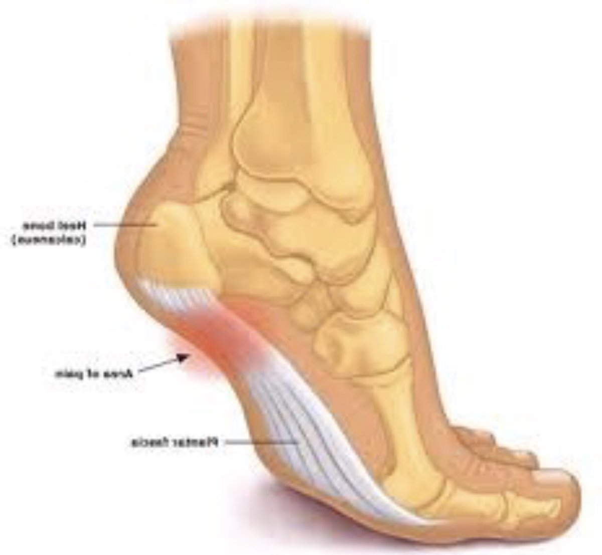 HealingPlaceMed's tweet image. Certified Reflexologist Helen Chin Lui of the Healing Place will be doing a FB LiveChat  on Sunday 11/28ar 1pm EST - HOW TO RELIEVE PLANTAR FASCIITIS PAIN #firstchakra #plantarfasciitisrelief #relievefootpain