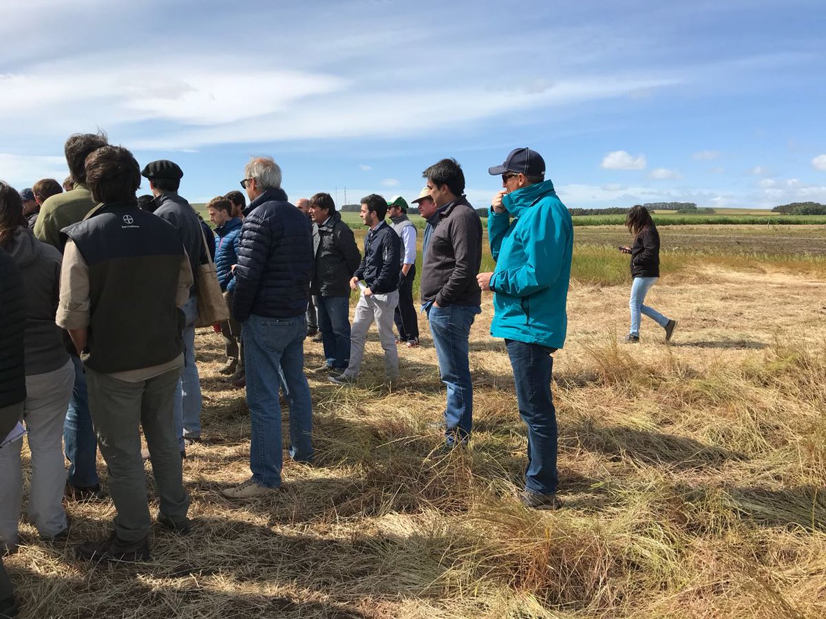 CuthillAgro's tweet photo. En el día de ayer participamos de la #Jornada #Crea #Mar y #Sierras en la Estancia Aleluya.
Hicimos ensayos con #NPA a diferentes dosis para el control de raigras, obteniendo muy buenos resultados. 🌱🌱💦💦 https://t.co/eLYU3o4qGu