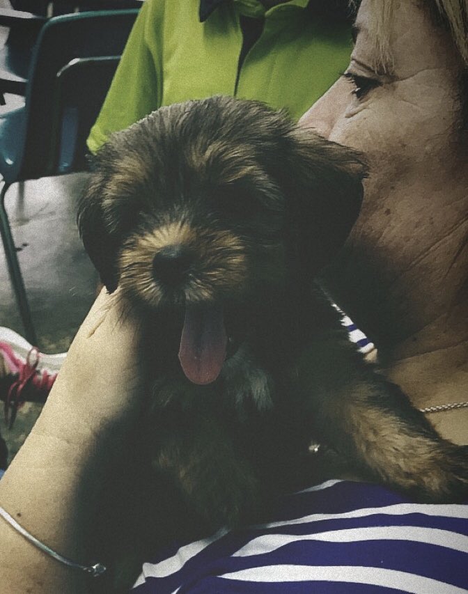 blessed_child16's tweet photo. #TheNewMember #Dog #Doggie https://t.co/N95RMPPtaR
