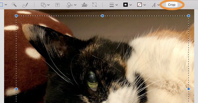 GypsyLaneTech's tweet image. Tech Tip: Cropping Photos With Mac Preview dlvr.it/Q2K7x8 #MacOSOperatingSystem #Photography #tech #news