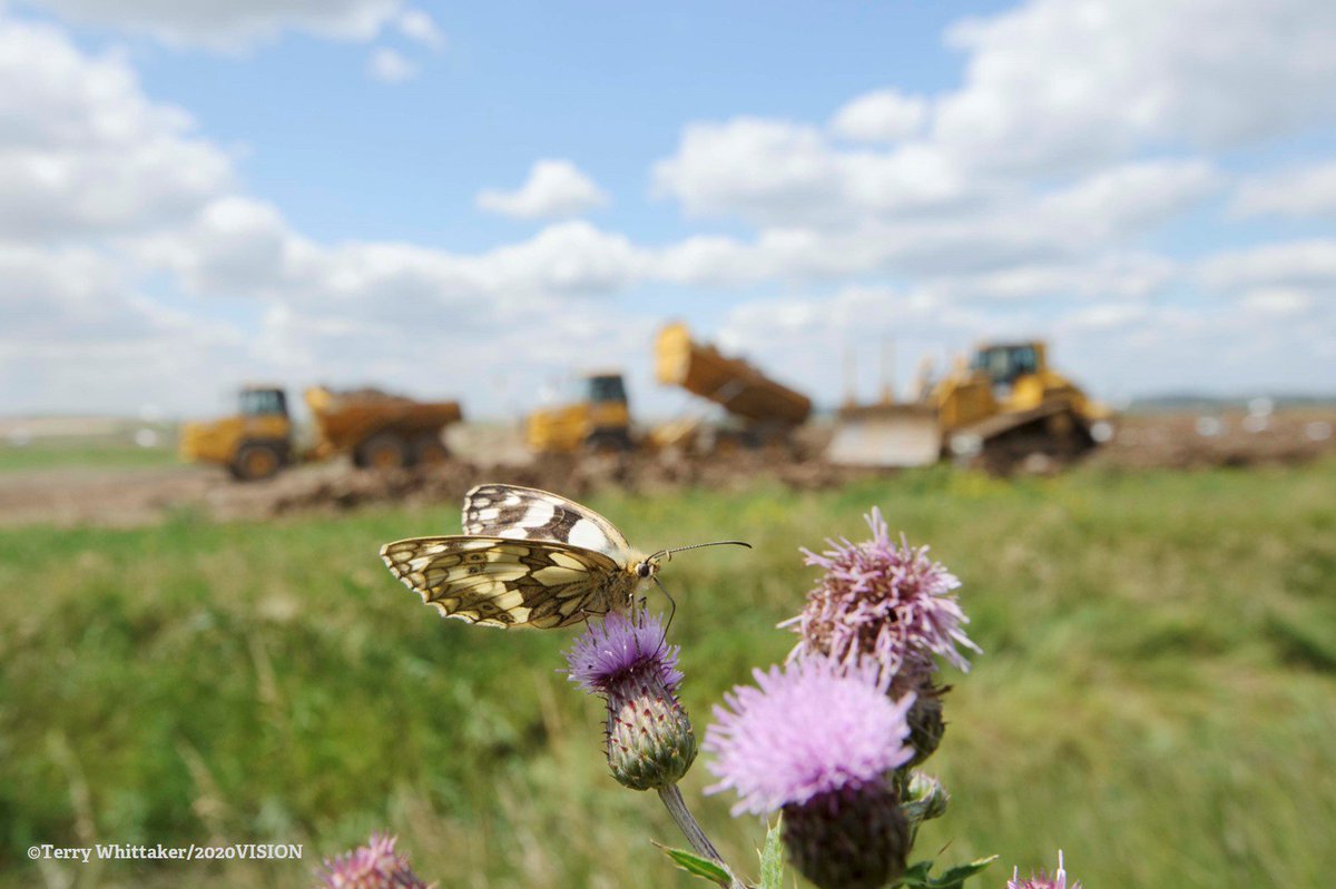 WildlifeTrusts's tweet photo. Today's budget highlights the need for a new nature-led approach to housing, which respects the environment and helps bring wildlife back https://t.co/QG9aOCGnmb https://t.co/mUqZs0anSA