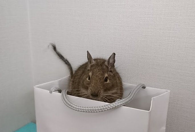 牛沢 最近のこむぎ様 デグー 牛沢 最近のこむぎ様 デグー