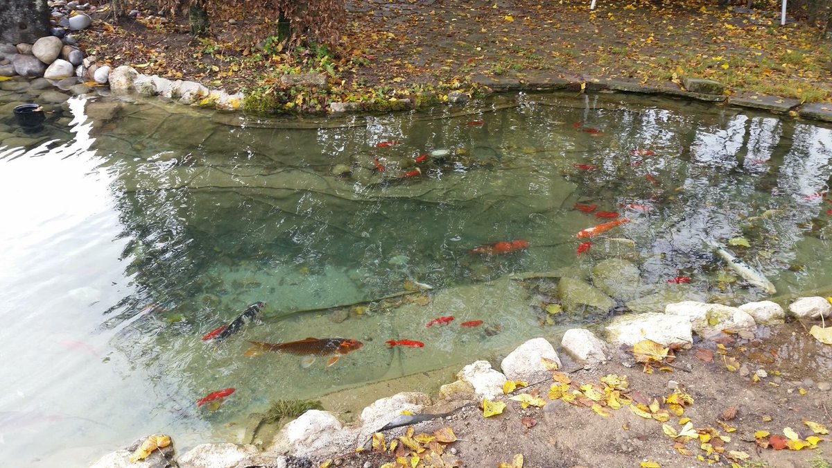 #nospartenairesontdutalent avec une modification de système de filtration afin d’installer un shark bead, phosphosorb et AS UV Synergy (stérilisateur uv redoutable avec photocatyle) 🐟 Réalisation : Léman Aquatique. #bassin #koï #aquaticscience