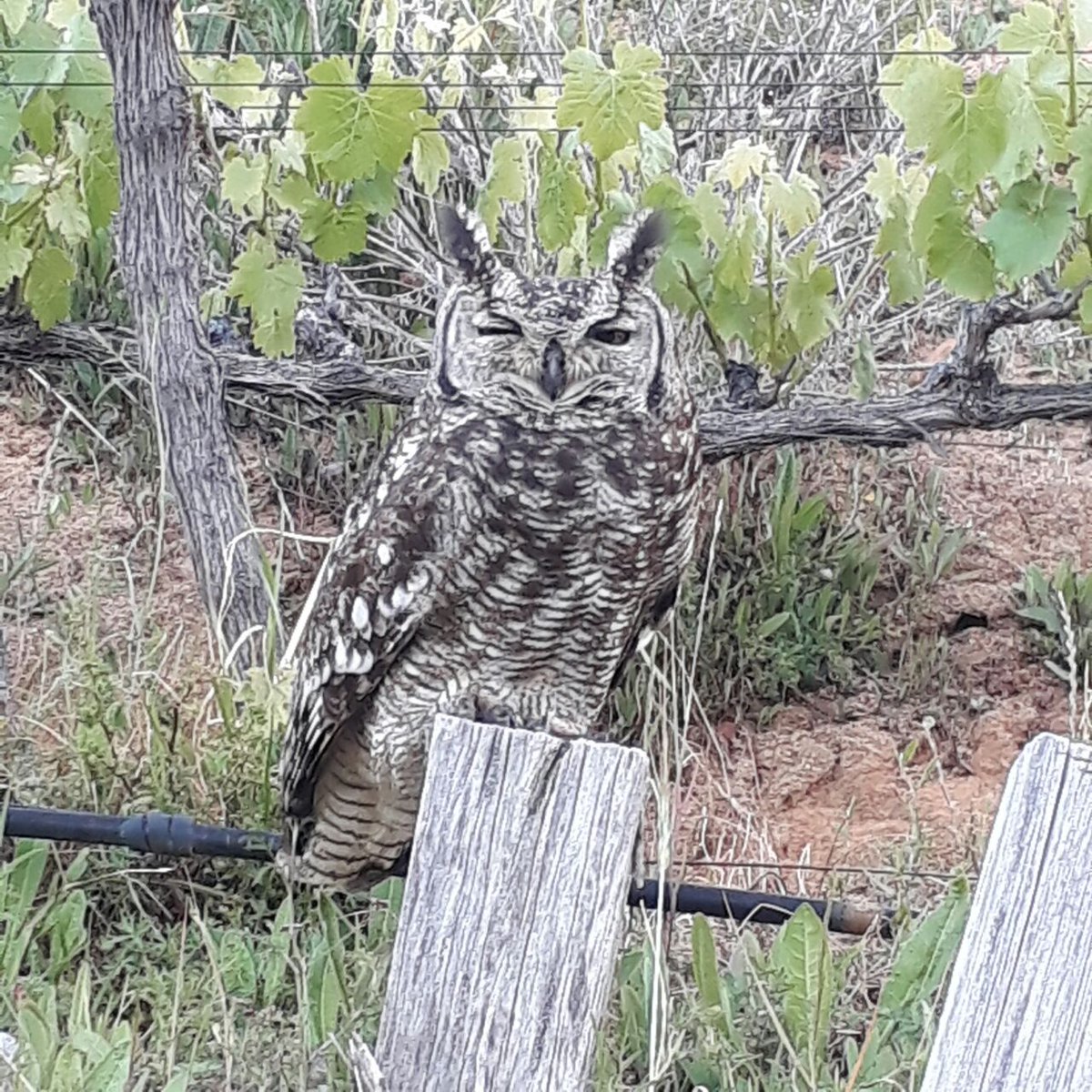 eaglesnestwines's tweet photo. It's not everyday you get side eye from an owl trying to enjoy an afternoon nap in the vineyard!

Our farm manager, Kobus, was lucky enough to both sight and snap a photo of this good looking chap. https://t.co/e86Zog2w3j