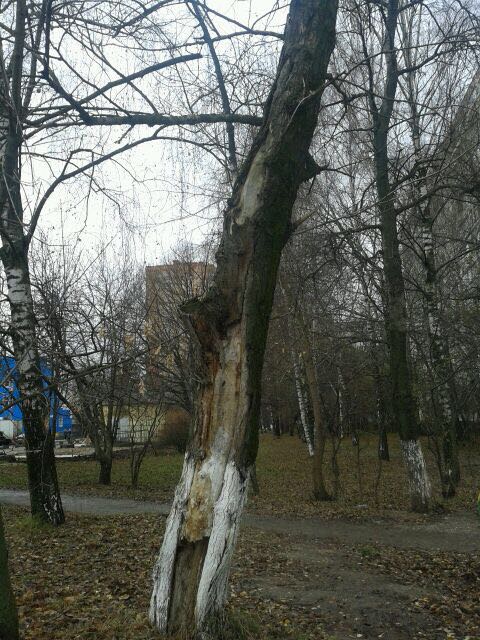 rs864's tweet photo. @Taisiya00688357 @VorobievAndrey Добрый день! Работы по указанному вами адресу осуществлялась специалистами МБУ "КБиО" участка КРЗ. Н�� основании выданного порубочного билета, по обращениям жителей. Данные деревья являлись аварийными. https://t.co/0NbjtQBdxE