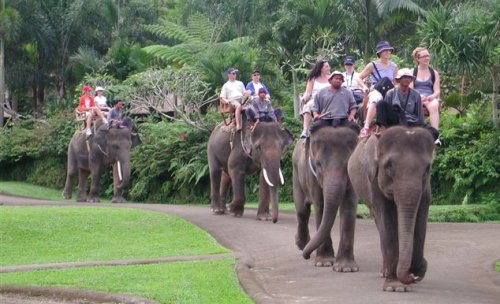 Travelink13's tweet photo. rows of elephants
#Safari 
#MarinePark
   call us at (0361) 4726775 https://t.co/cNO0RS8o39