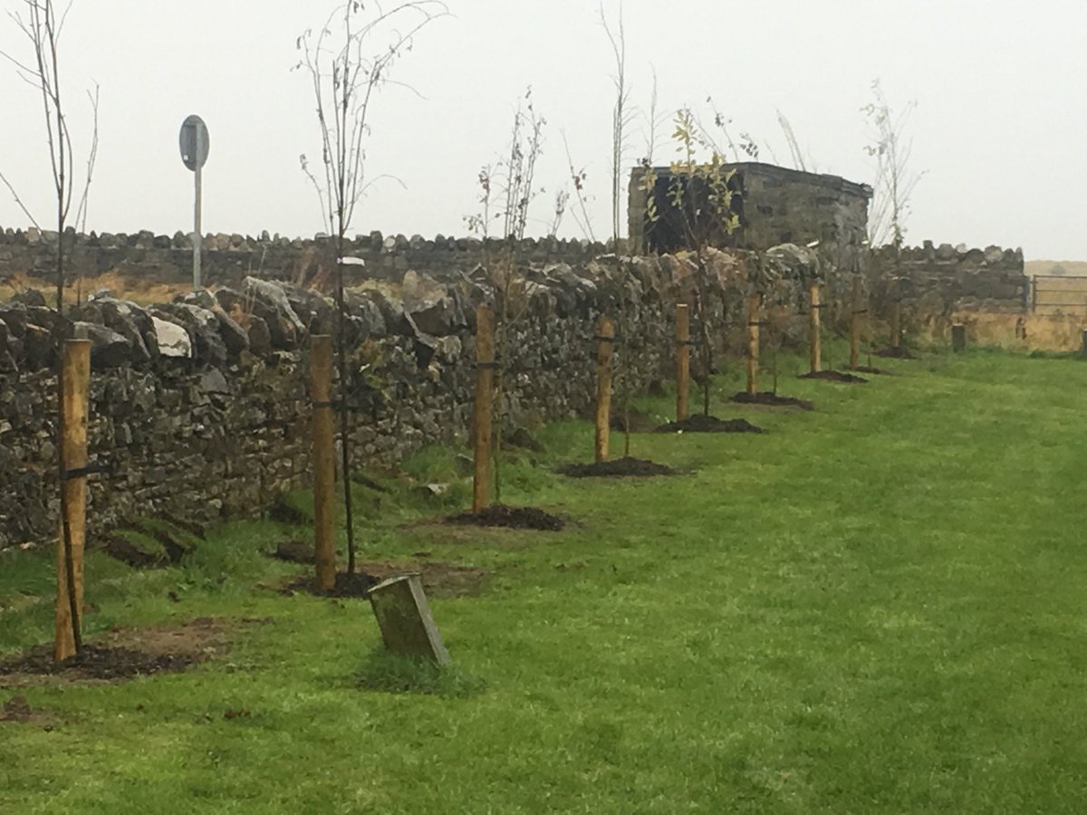 PeregriniLLP's tweet photo. 24 trees planted in Chare Ends car park thanks to our volunteers and @lindisfarne_nnr and @HLFNorthEast https://t.co/dX2WLkqxS3