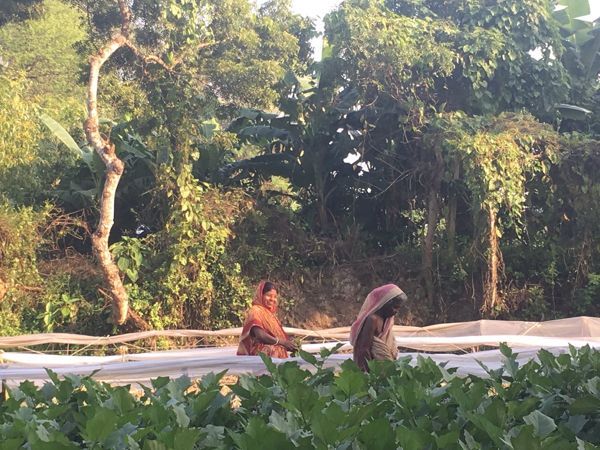 NavdanyaBija's tweet photo. #WomenLead #Organic #farming in #Bengal #biodiversityfoodheritage #foodsovereignty #Foodashealth #NutritionPerAcre #Communityseedbank #traditionalprocessing #local https://t.co/JgEwxwSTft