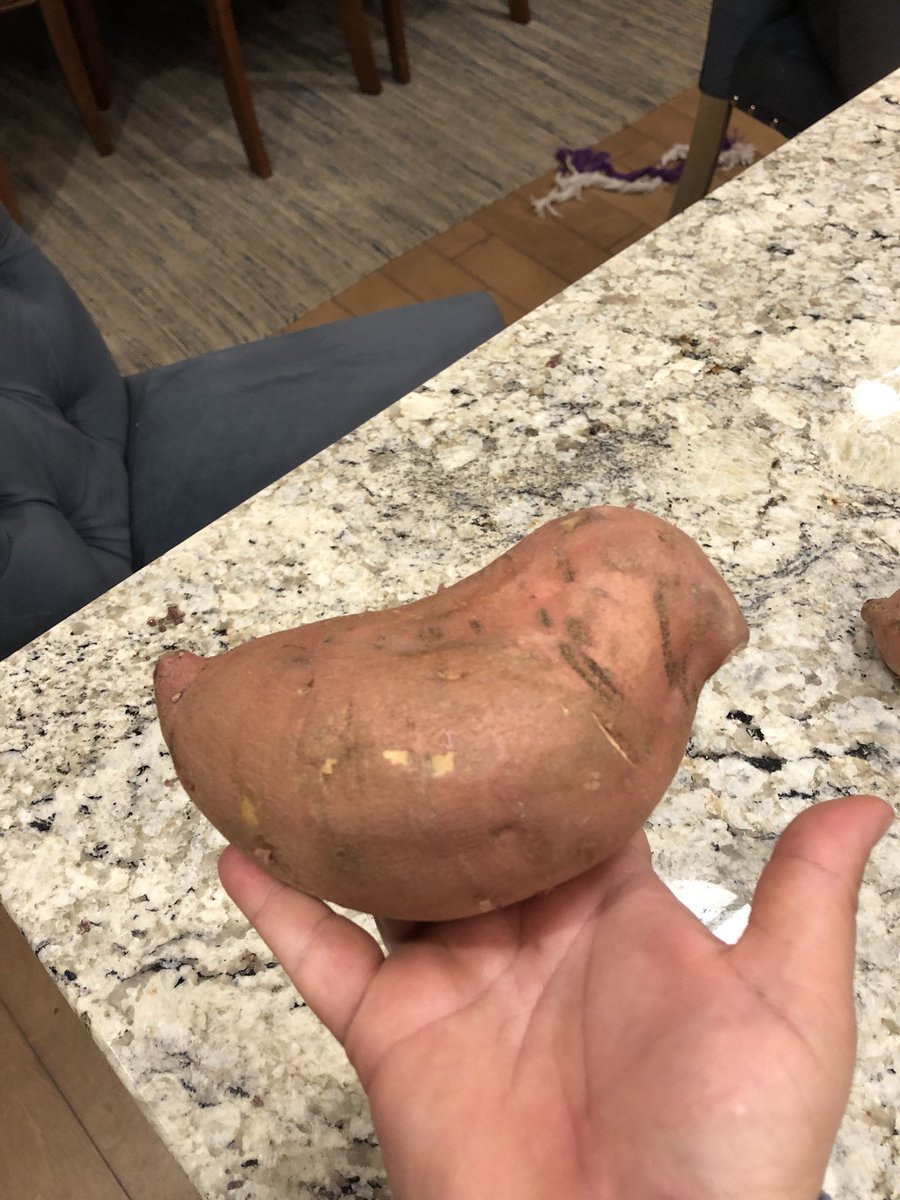 DogMomof4's tweet photo. when your sweet potato looks like the @Twitter bird https://t.co/xpcQkchQOC