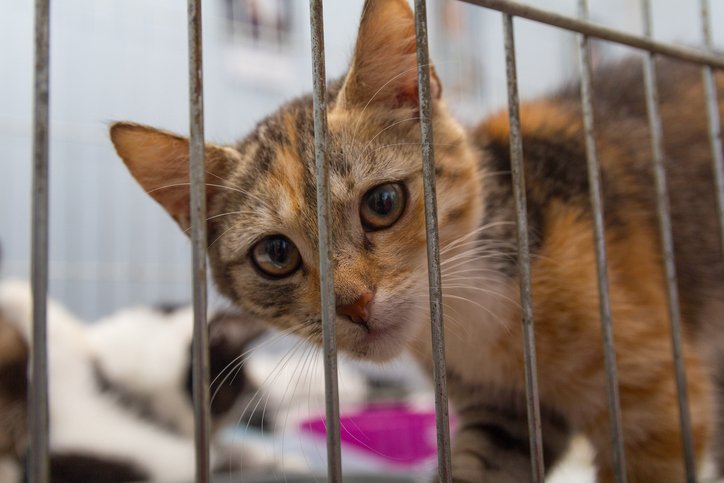 #Ontario #SPCA lowering cat adoption fees for #BlackFriday:   bit.ly/2zXCFZP https://t.co/5rmvMBqGNr