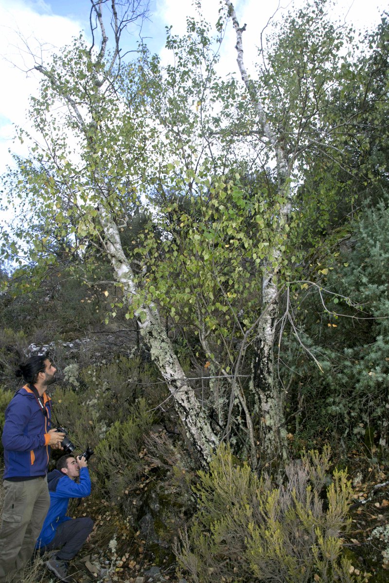 #orifotofp17 #OrihuelaFP #EUVocationalskills   <a href="/IESElPalmeral/">I.E.S El Palmeral </a> G.Forestal
Para nosotros no es un simple arbol